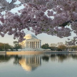 Cherry Blossoms