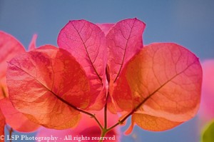 colorful leaves photo
