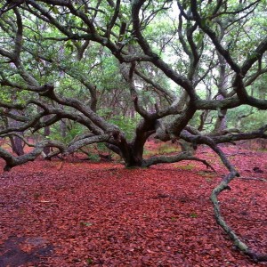Magical Tree