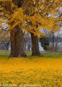 Tulip trees dropping their yellow leaves in the Autumn