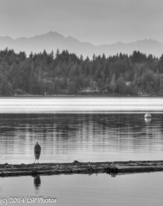 Heron on the Water