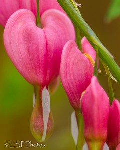 Bleeding Hearts Close-up