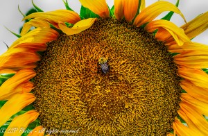 Sunflower and bee smaller-2